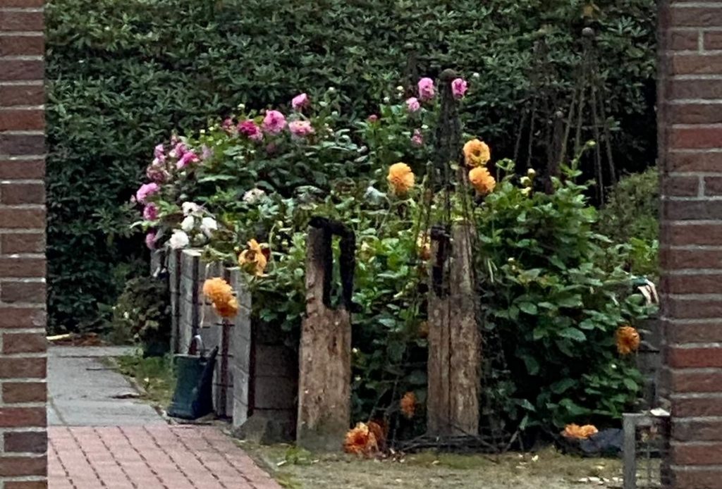 Bunte Blumen im Garten von Haus Willbrok mit Pfingstrosen und Dahlien.