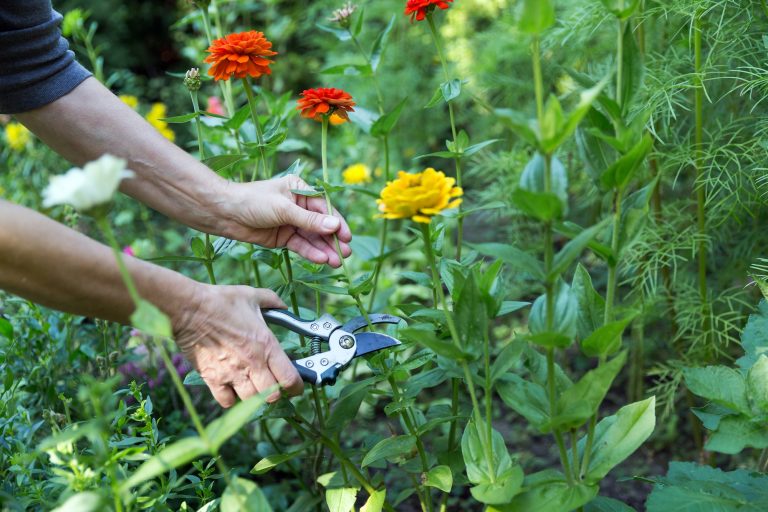 Cutting flowers in garden